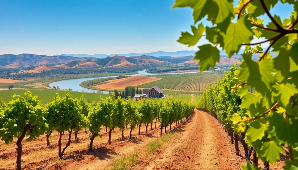 Experience the scenic vineyards and river views of Carksburg ca in this serene landscape.